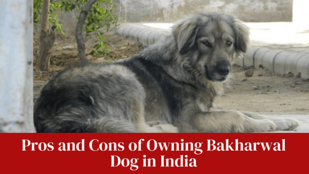 Pros and Cons of Owning Bakharwal Dog in India