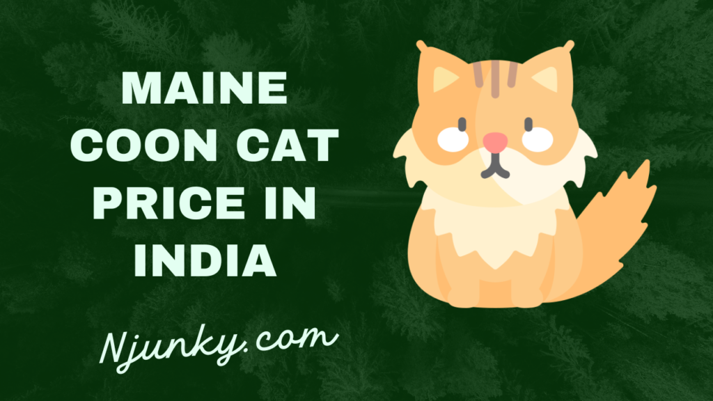 Maine Coon Cat Price In India