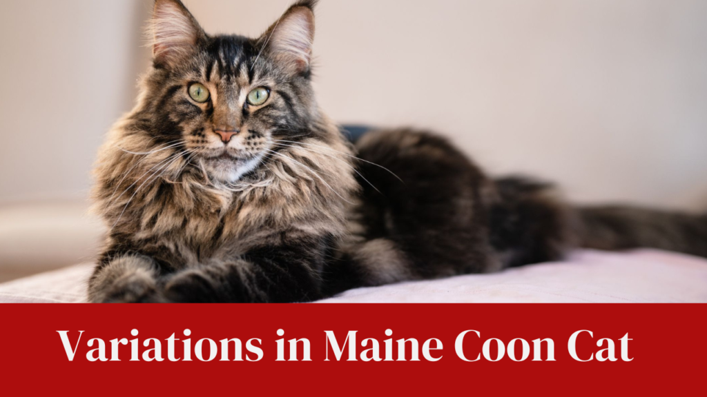 Variations in Maine Coon Cat