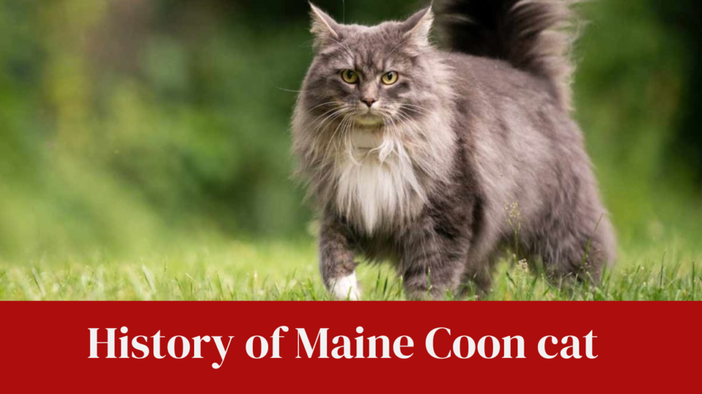History of Maine Coon cat