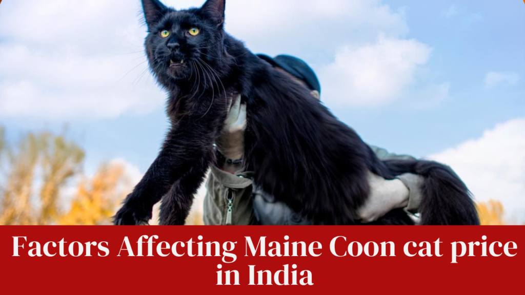 Factors Affecting Maine Coon cat price in India