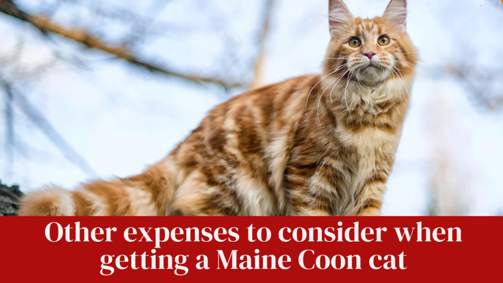 Other expenses to consider when getting a Maine Coon cat