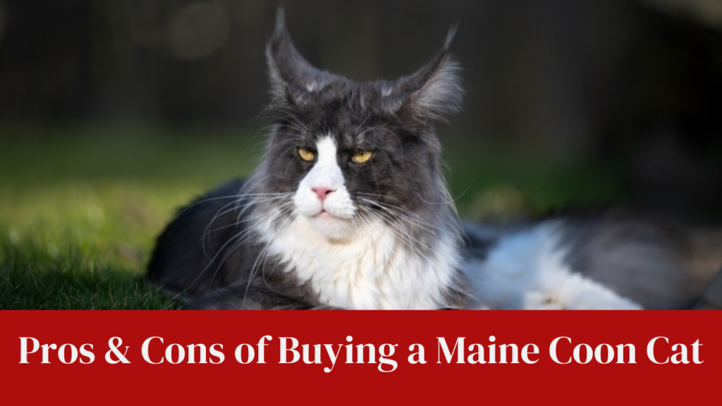 Pros & Cons of Buying a Maine Coon Cat