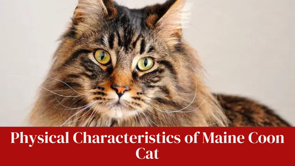 Physical Characteristics of Maine Coon Cat