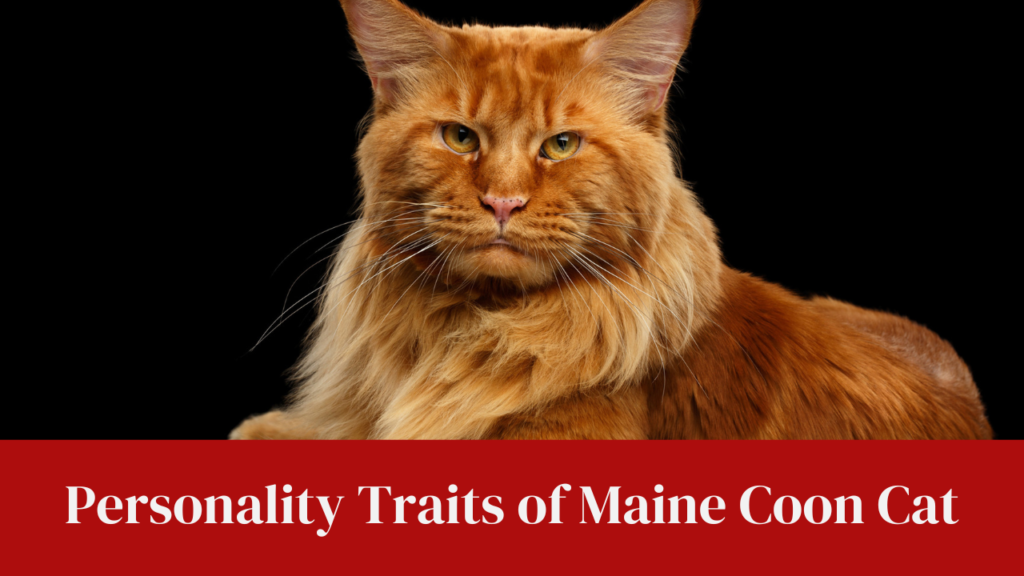 Personality Traits of Maine Coon Cat