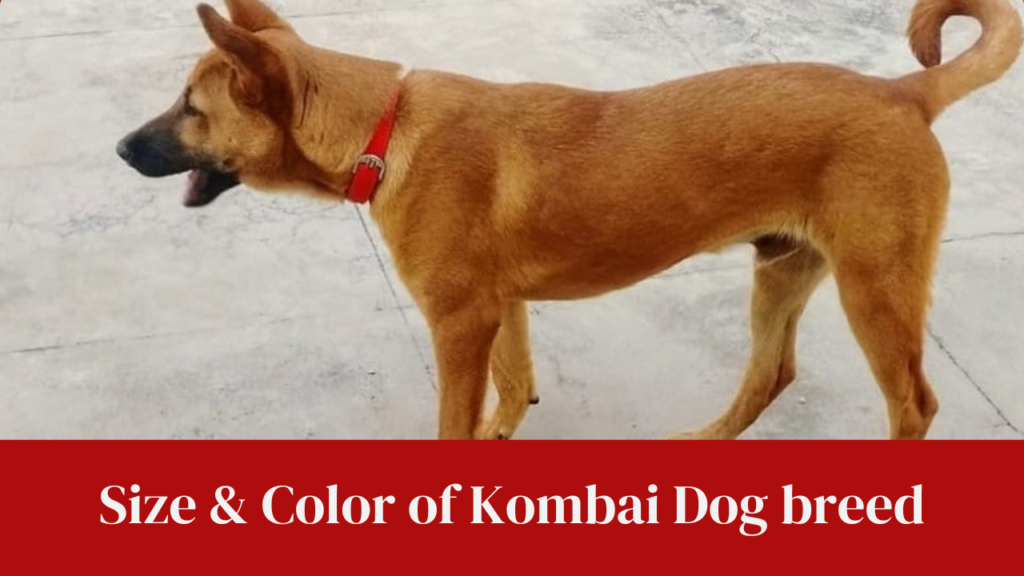 Size & Color of Kombai Dog breed