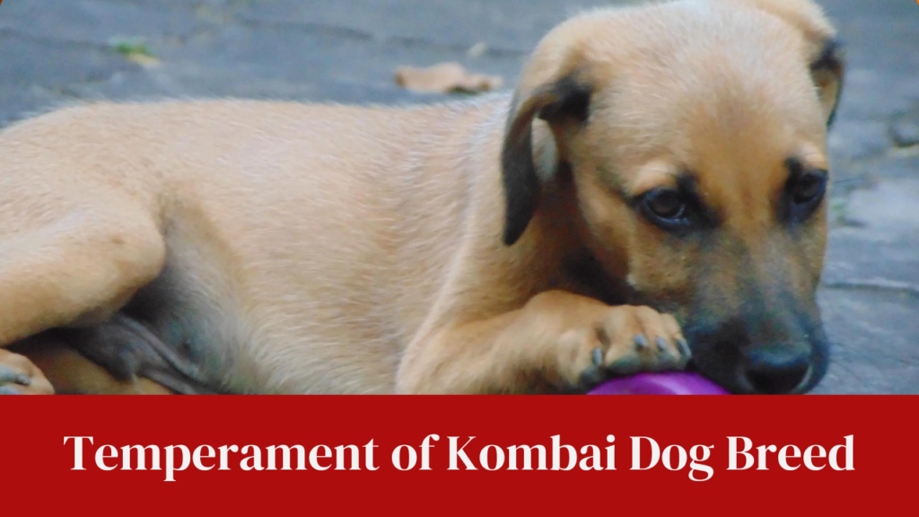Temperament of Kombai Dog Breed