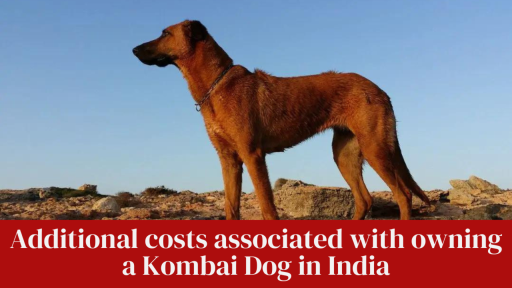 Additional costs associated with owning a Kombai Dog in India