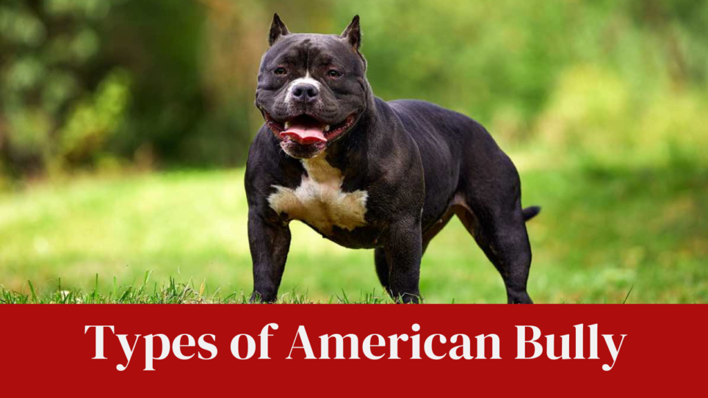 Types of American Bully