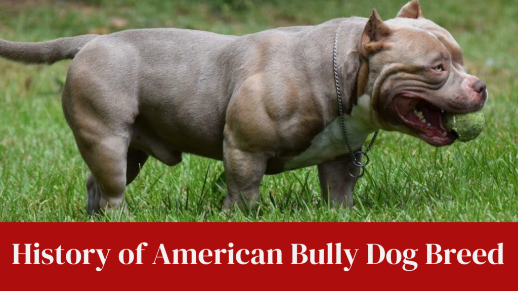 History of American Bully Dog Breed