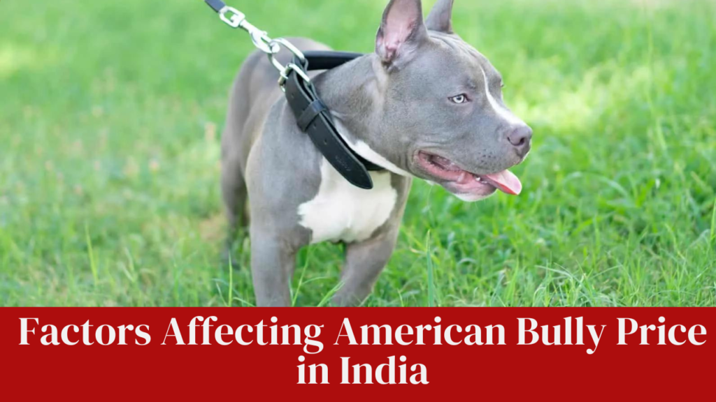 Factors Affecting American Bully Price in India