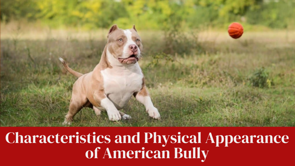 Characteristics and Physical Appearance of American Bully