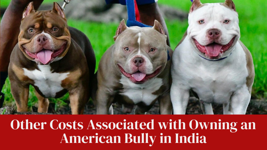 Other Costs Associated with Owning an American Bully in India