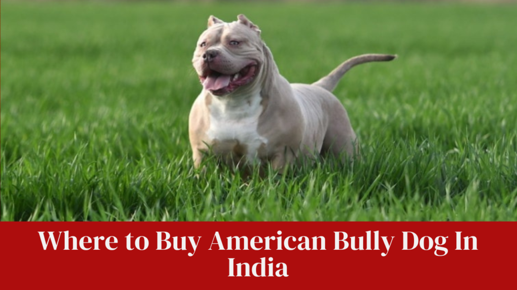 Where to Buy American Bully Dog In India