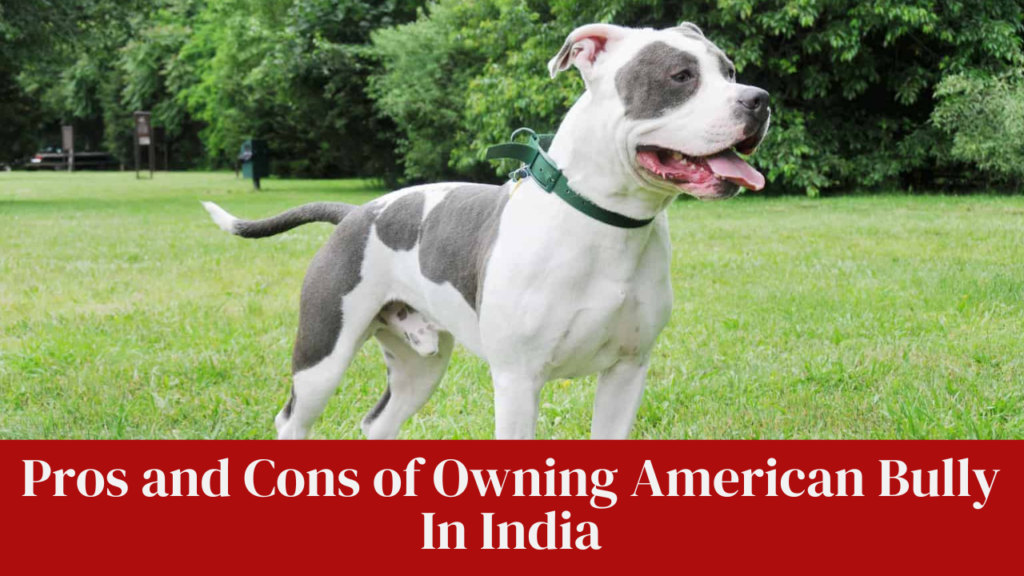 Pros and Cons of Owning American Bully In India