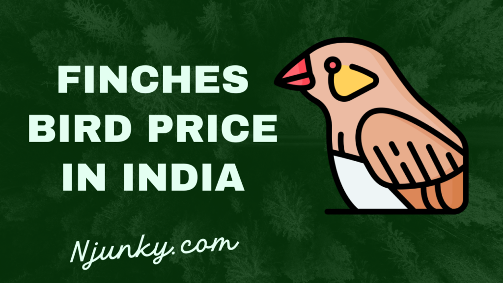 Finches Bird Price In India