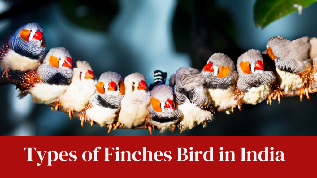 Types of Finches Bird in India