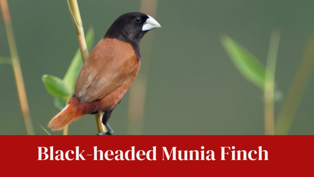Black-headed Munia Finch