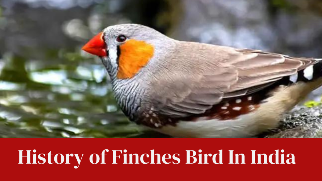 History of Finches Bird In India