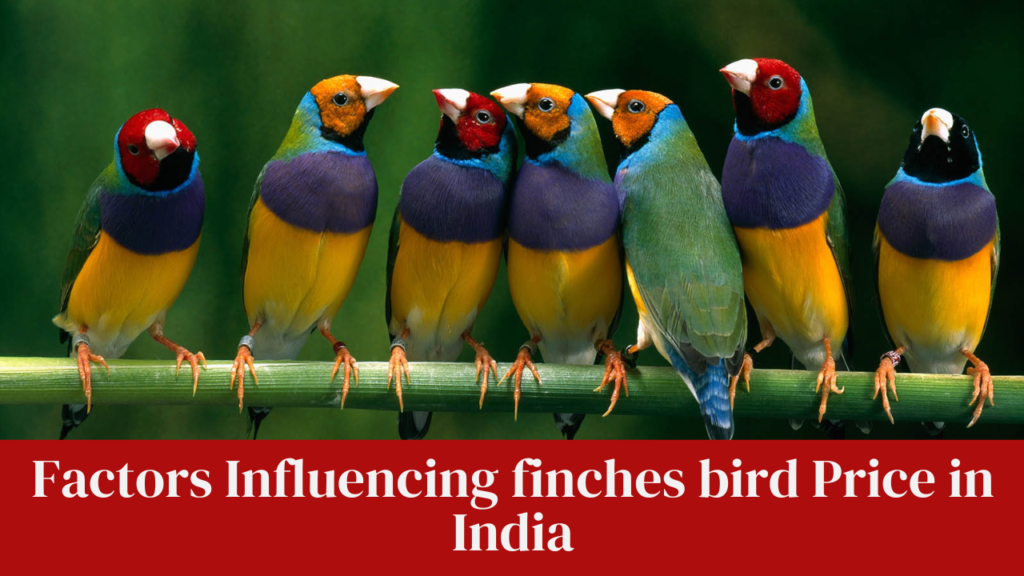 Factors Influencing finches bird Price in India