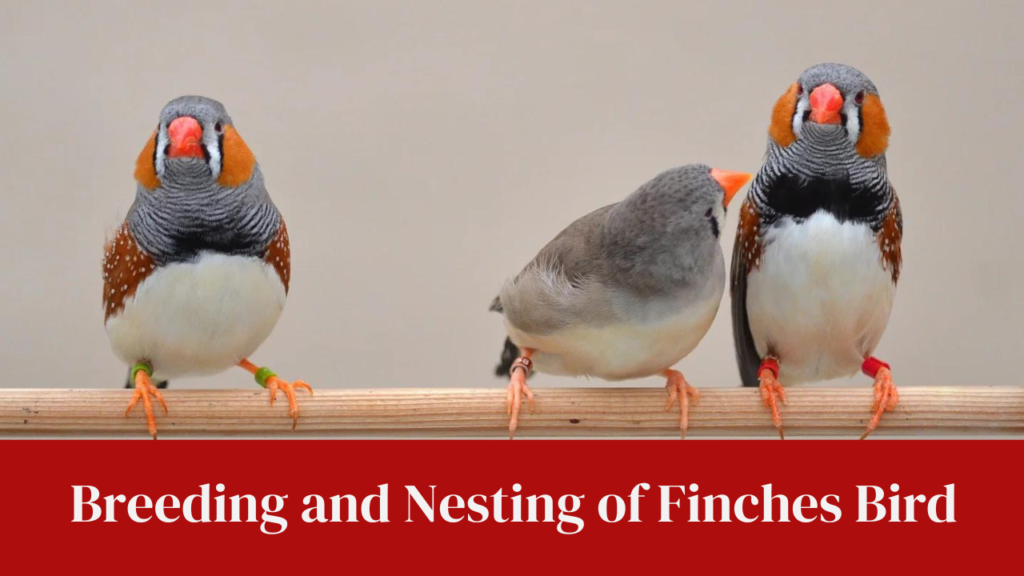 Breeding and Nesting of Finches Bird