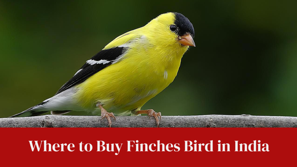 Where to Buy Finches Bird in India