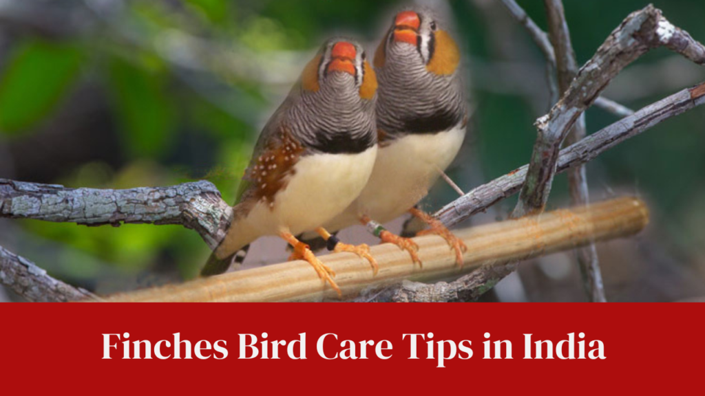 Finches Bird Care Tips in India