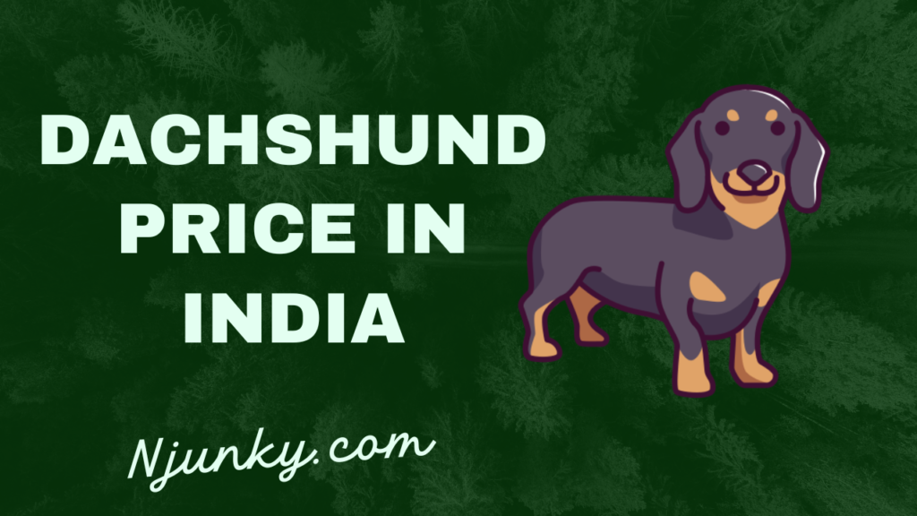 Dachshund Price In India