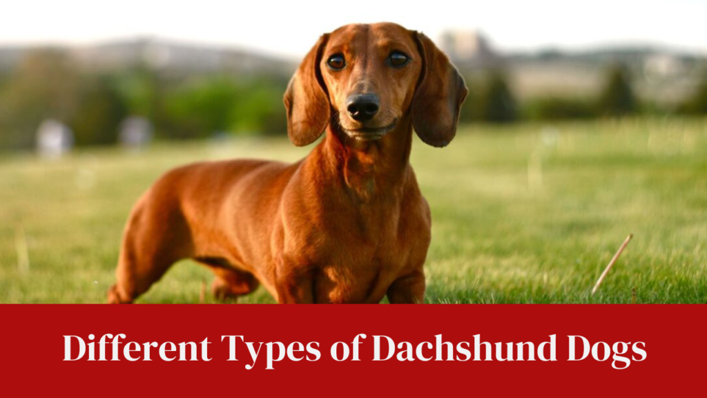 Different Types of Dachshund Dogs