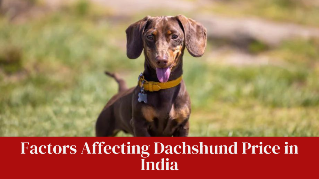 Factors Affecting Dachshund Price in India