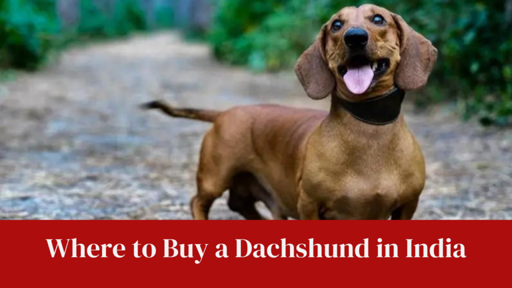 Where to Buy a Dachshund in India