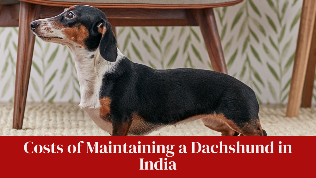 Costs of Maintaining a Dachshund in India
