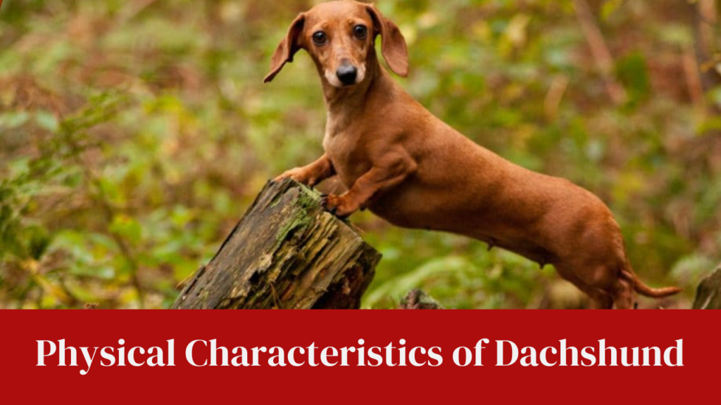 Physical Characteristics of Dachshund
