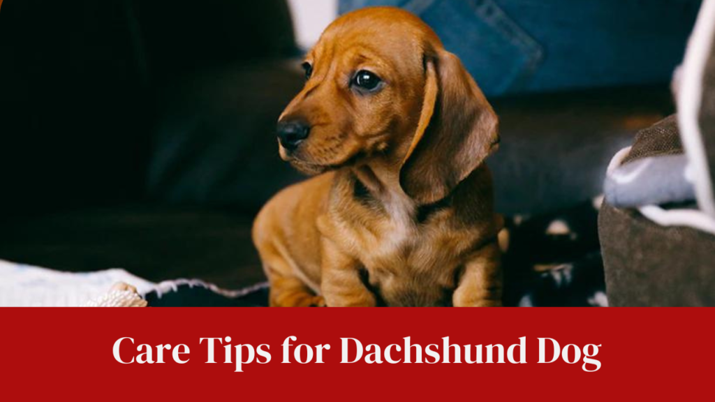 Care Tips for Dachshund Dog