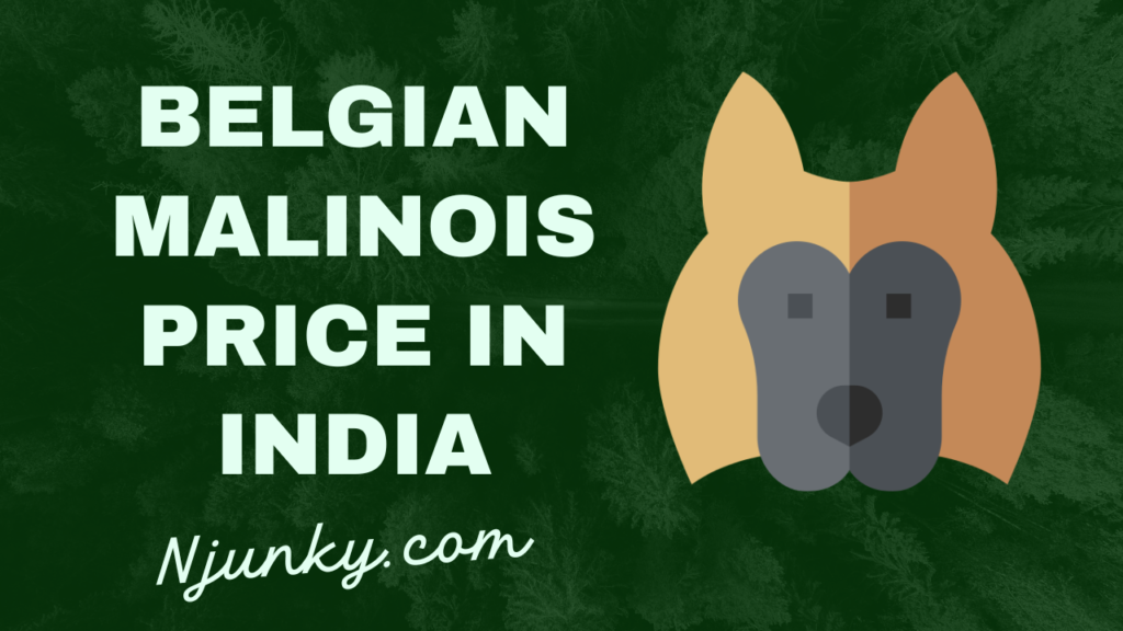 Belgian Malinois Price In India