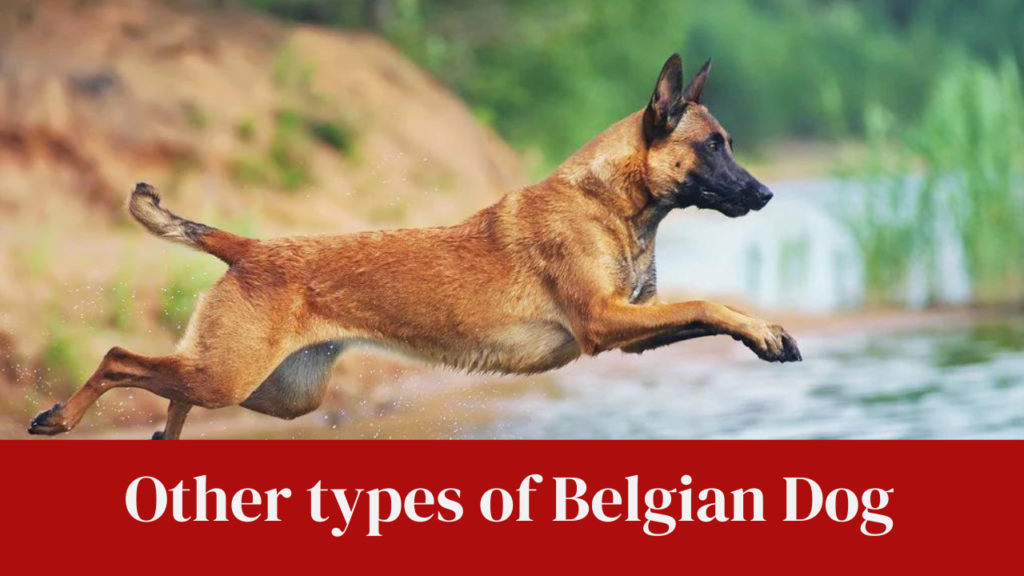 Other types of Belgian Dog