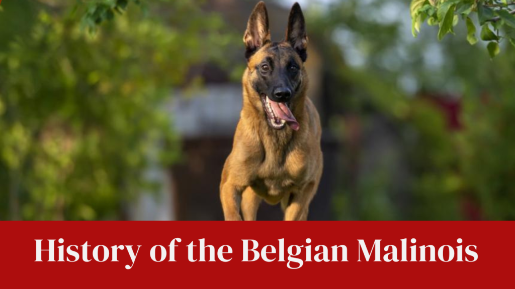 History of the Belgian Malinois