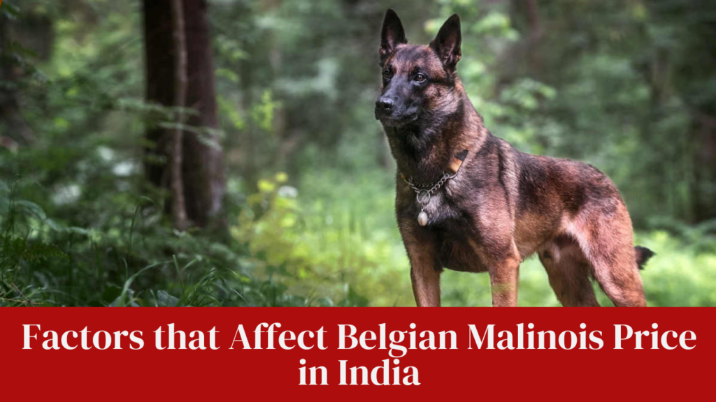 Factors that Affect Belgian Malinois Price in India