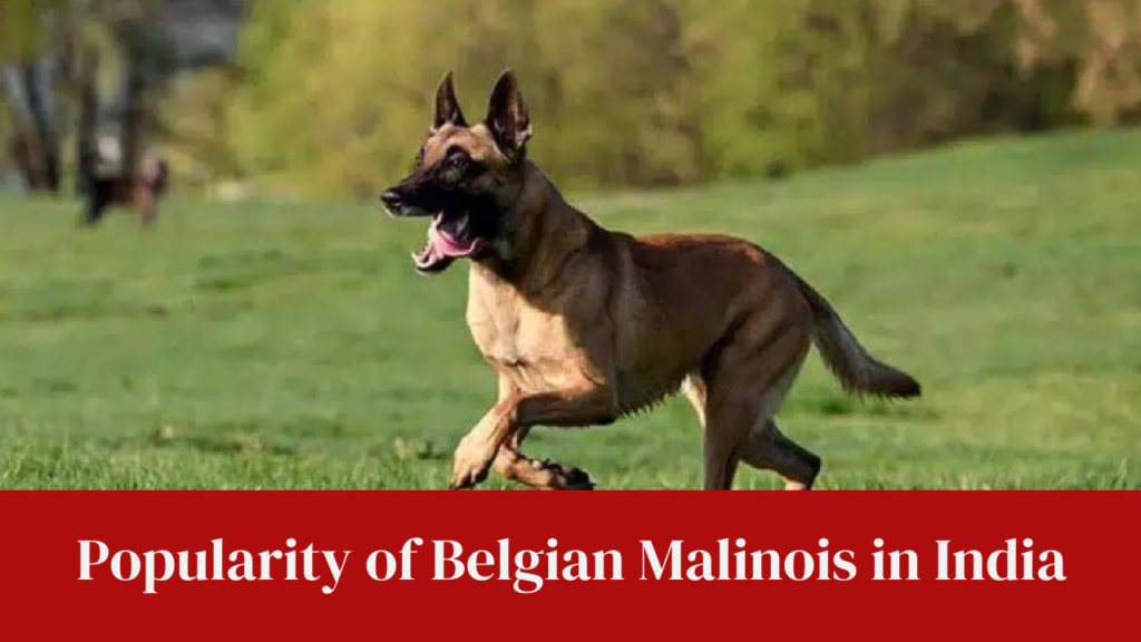 Popularity of Belgian Malinois in India