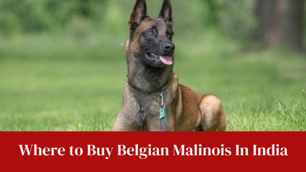 Where to Buy Belgian Malinois In India