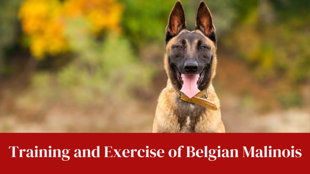Training and Exercise of Belgian Malinois