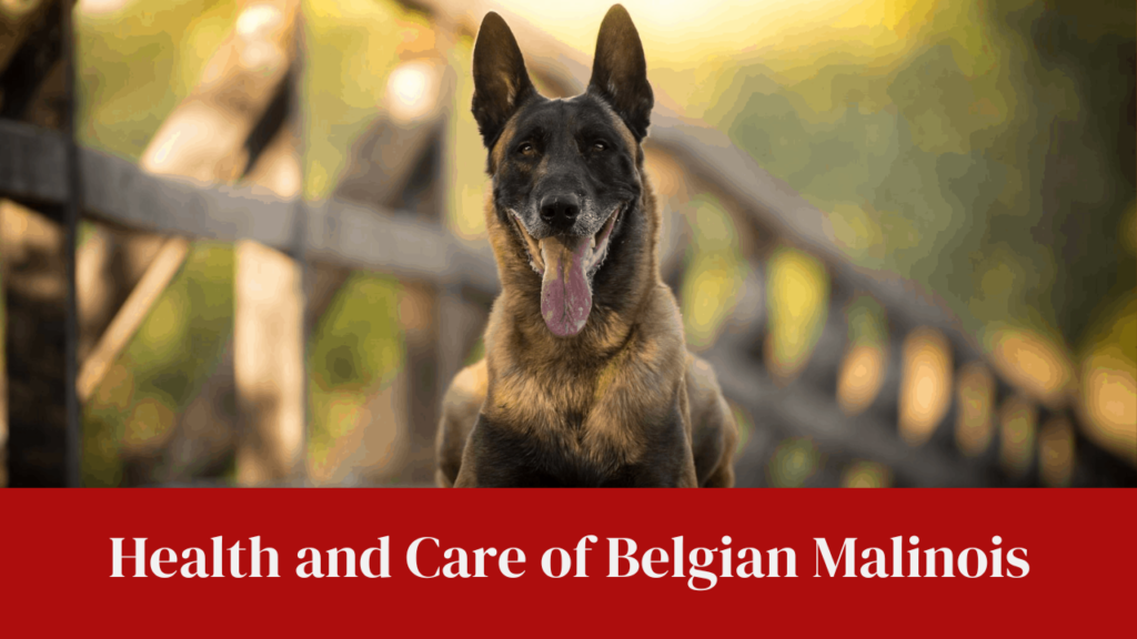 Health and Care of Belgian Malinois