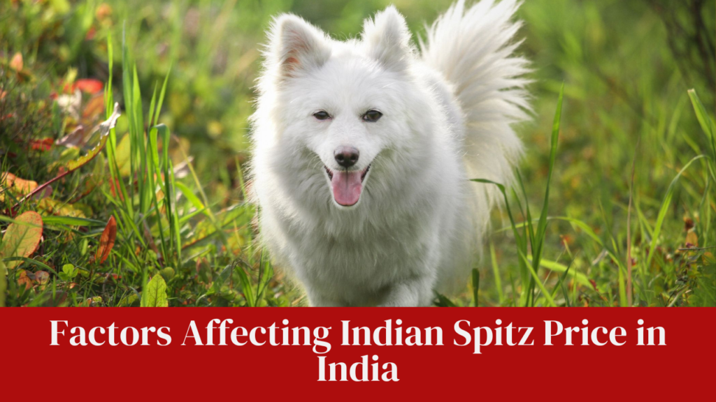 Factors Affecting Indian Spitz Price in India