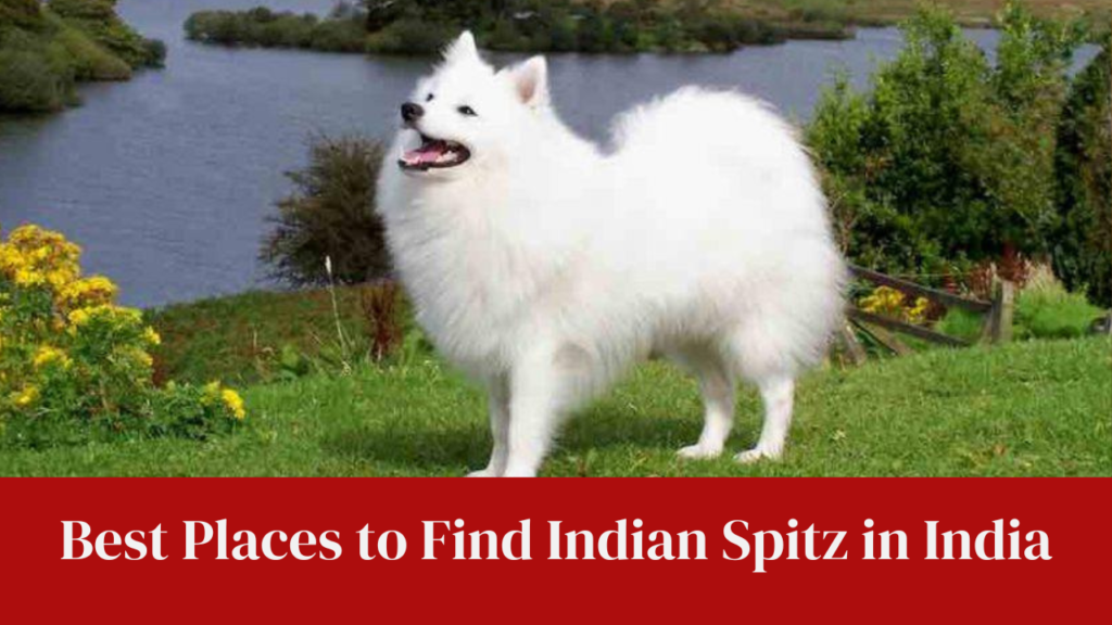 Best Places to Find Indian Spitz in India