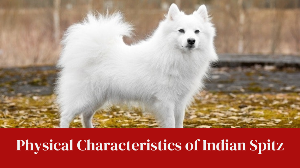 Physical Characteristics of Indian Spitz