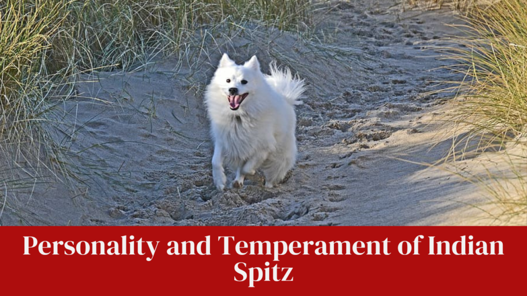 Personality and Temperament of Indian Spitz