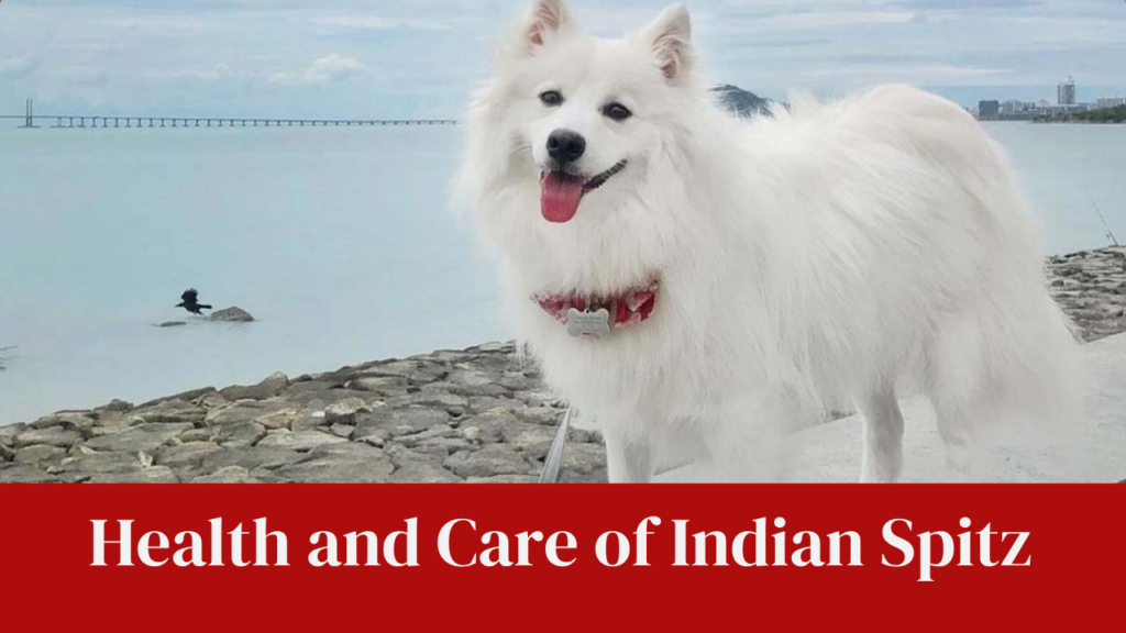 Health and Care of Indian Spitz