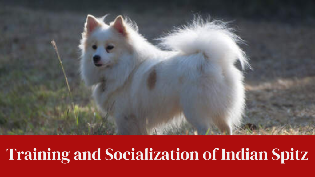 Training and Socialization of Indian Spitz
