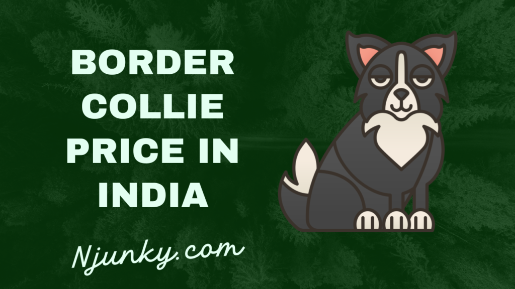 Border Collie Price In India