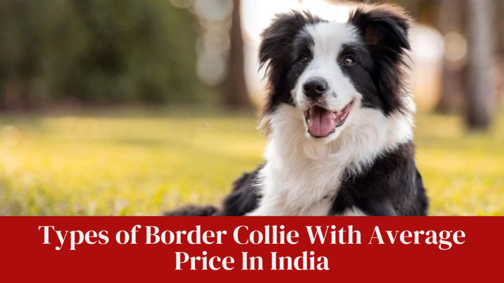 Types of Border Collie With Average Price In India
